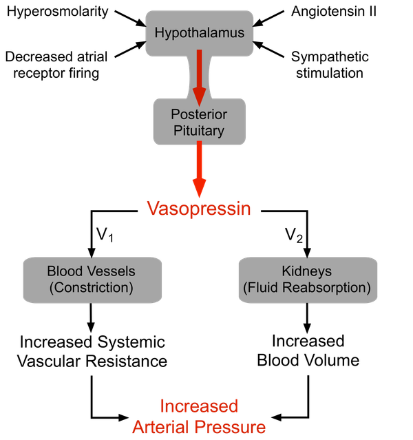 Septic shock: The Vasopressin Drip
